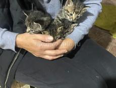 Котята