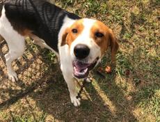 пропали 5 собак 