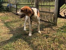 пропали 5 собак