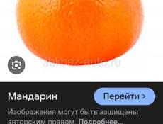 Пойду на сбор мандарин грузчиком