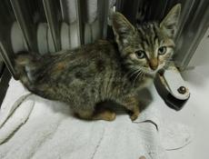 Отдам котенка 