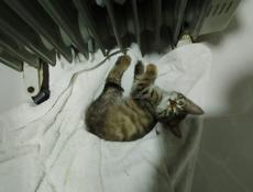 Отдам котенка 