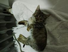 Отдам котенка 