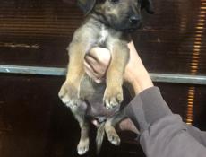 Отдам в добрые руки