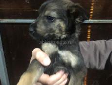 Отдам в добрые руки