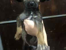 Отдам в добрые руки