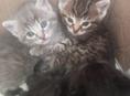 ❤Милые котята от домашней кошки❤
