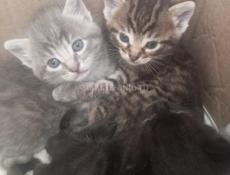 ❤Милые котята от домашней кошки❤