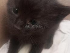 ❤Милые котята от домашней кошки❤
