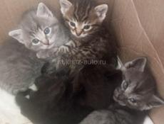 ❤Милые котята от домашней кошки❤