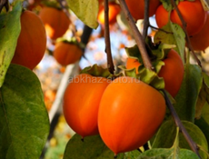Продам хурму бычье сердце