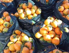 Хурма на сушку