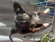 Продаём щенка чихуахуа мальчика