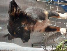 Продаём щенка чихуахуа мальчика