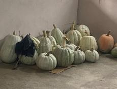 Продаю тыква 