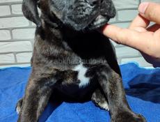 Щенок Кане Корсо 