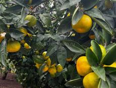 Продаю мандарины, сама збор