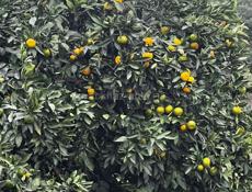 Продаю мандарины, сама збор