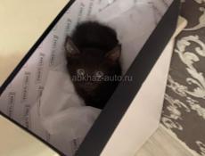 В добрые руки 