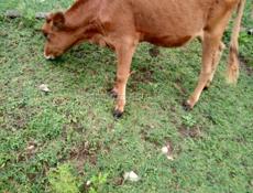 Продаётся тёлка