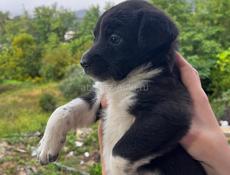 Отдадим щенят в добрые руки 