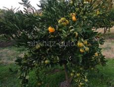 🍊🍊🍊Мандарины