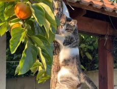 Красивые юная кошка Мемчик