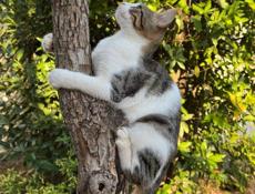 Красивые юная кошка Мемчик