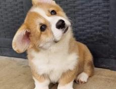 Куплю чистокровную корги