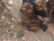 Кавказская овчарка
