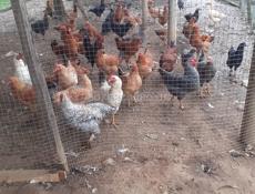 Продаются куры и петухи.