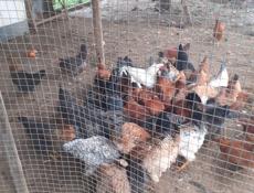 Продаются куры и петухи.