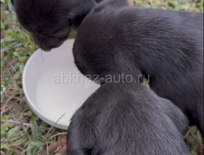 Лабрадор женский пол