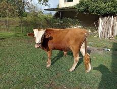 ПРАДЁТСЯ БЫЧОК 