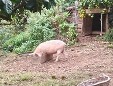 Продам свинью 