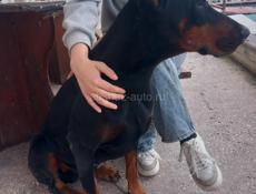 Срочно кто может забрать