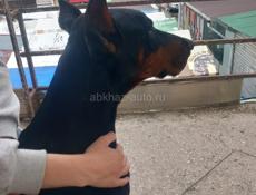 Срочно кто может забрать