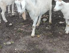 Кози корова