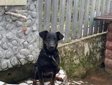 Продается собака