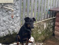 Продается собака