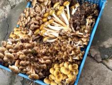 Грибы по 200 рублей кг