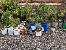 Цветы по хорошей цене