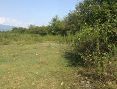 УЧАСТОК 1 ГЕКТАР ГУДАУТА  С ВЕТХИМ СТРОЕНИЕМ