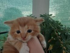 Кот