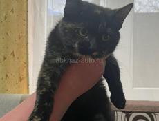 Кошки