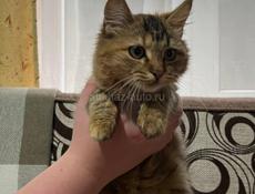 Кошки