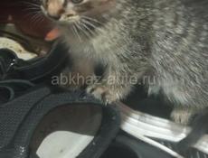 Катята