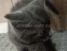 Катята