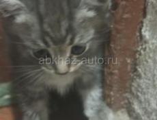Катята