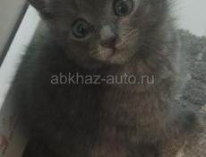 Катята